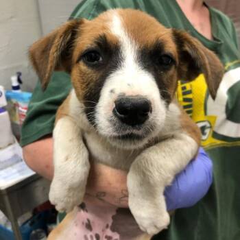 Rescue Terrier Dogs for Adoption in Clanton, Alabama - Aquarius | PetCurious