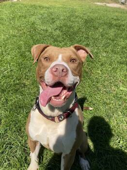 Schwinn -  American Bulldog Dog for Adoption in Ilderton, Ontario - Schwinn | PetCurious