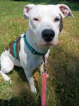 Koda -  Pit Bull Terrier Dog for Adoption in Columbia, Missouri - Koda | PetCurious