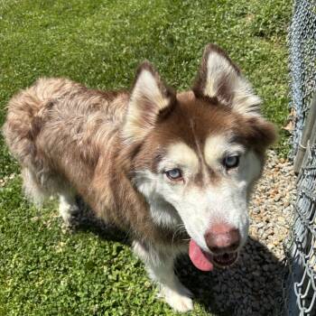 Alaskan Malamute Dogs Available for Adoption in Circleville, Ohio - Chief | PetCurious