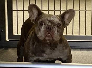 French Bulldog Dogs Available for Adoption in Tustin, California - PESTO | PetCurious