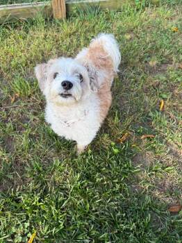 Beauty -  Cockapoo Dog for Adoption in Berlin, New Jersey - Beauty | PetCurious