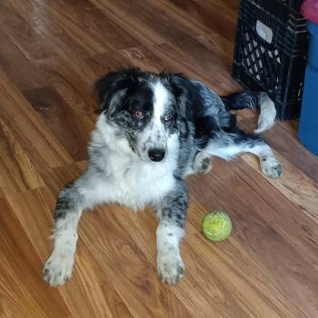 Oogie Boogie -  Australian Shepherd Dog for Adoption in Hillside, Illinois - Oogie Boogie | PetCurious