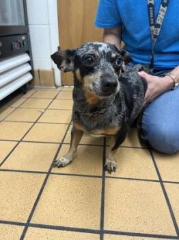 Willa-ADOPTED -  Dachshund and Mixed Breed Dog for Adoption in Gainesville, Florida - Willa-ADOPTED | PetCurious
