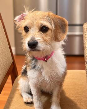 Meg -  Jack Russell Terrier and Beagle Dog for Adoption in Medfield, Massachusetts - Meg | PetCurious