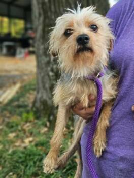 Finney in LA -  Yorkshire Terrier Dog for Adoption in Cranston, Rhode Island - Finney In LA | PetCurious