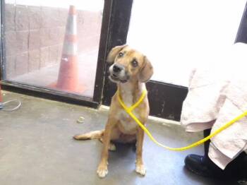 CHERRY -  Border Terrier and Mixed Breed Dog for Adoption in Tulsa, Oklahoma - CHERRY | PetCurious