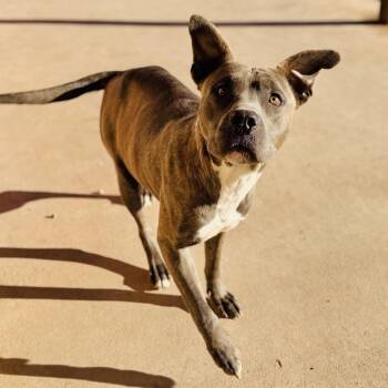 Rescue Pit Bull Terrier Dogs for Adoption in Alpine, Texas - Kimi | PetCurious