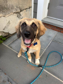Rescue Great Pyrenees and Shepherd Dogs for Adoption in Aiken, South Carolina - Dana | PetCurious
