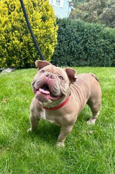 Dumpling -  Bulldog Dog for Adoption in Stamford, Connecticut - Dumpling | PetCurious