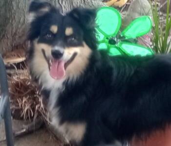 Rescue Australian Shepherd Dogs for Adoption in Silsbee, Texas - Atlas | PetCurious