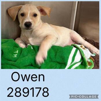 OWEN -  Mixed Breed Dog for Adoption in Macon, Georgia - OWEN | PetCurious