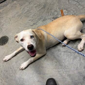 Pickles -  Labrador Retriever Dog for Adoption in Nevada, Missouri - Pickles | PetCurious