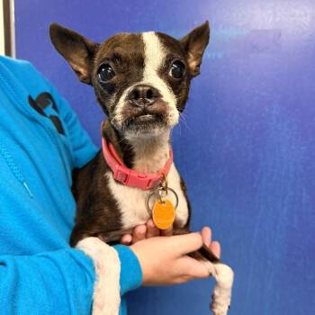 CT Sadie -  Boston Terrier and Chihuahua Dog for Adoption in Eastford, Connecticut - CT Sadie | PetCurious