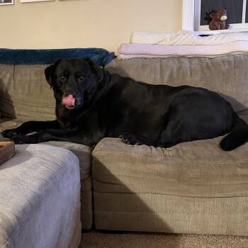 Lucky -  Labrador Retriever Dog for Adoption in Warrington, Pennsylvania - Lucky | PetCurious