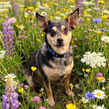 Mixed Breed Dogs Available for Adoption - Willow | PetCurious