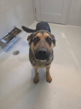 Mixed Breed Dogs Available for Adoption in Winnipeg, Manitoba - Hopper | PetCurious