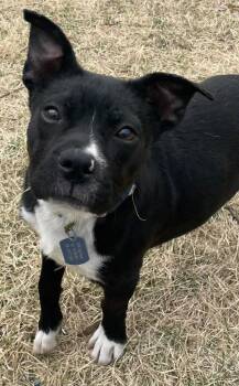 Terrier and Mixed Breed Dogs Available for Adoption in Johnston, Iowa - Jelly Bean | PetCurious