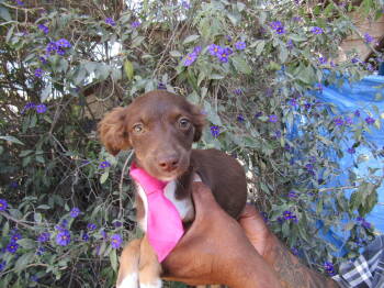 Rescue Australian Kelpie Dogs for Adoption in San Diego, California - Sara,. | PetCurious