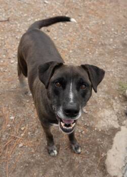 Shane -  Boxer Dog for Adoption in Libby, Montana - Shane | PetCurious