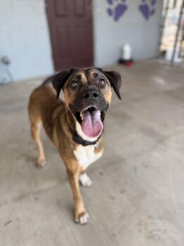 Rescue Black Mouth Cur and Anatolian Shepherd Dogs for Adoption in Uvalde, Texas - Cinnamon | PetCurious