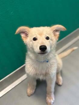 A255369 -  German Shepherd Dog and Mixed Breed Dog for Adoption in Visalia, California - A255369 | PetCurious