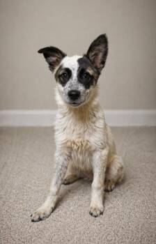 Great Pyrenees and Australian Cattle Dog Blue Heeler Dogs Available for Adoption in Hardeeville, South Carolina - Rain | PetCurious