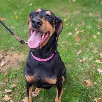 Rescue Doberman Pinscher Dogs for Adoption in Sandown, New Hampshire - 7800 Madison | PetCurious