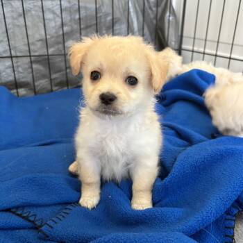 Rescue Poodle and Maltese Dogs for Adoption in Richmond, California - YUKI | PetCurious