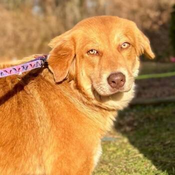 Mixed Breed and Australian Shepherd Dogs Available for Adoption in Wantagh, New York - Maggie | PetCurious