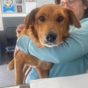 Mixed Breed Dogs Available for Adoption in Huntington, West Virginia - Griffin Stray Hold 5/16 | PetCurious