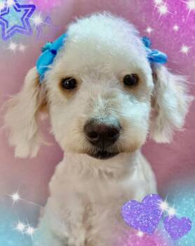 Ella -  Poodle Dog for Adoption in Escondido, California - Ella | PetCurious