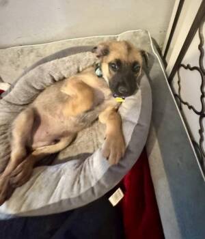 Terrier and Mixed Breed Dogs Available for Adoption in Fort Worth, Texas - Hamel | PetCurious
