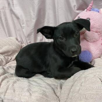ELEANOR -  German Shepherd Dog and Mixed Breed Dog for Adoption in Modesto, California - ELEANOR | PetCurious