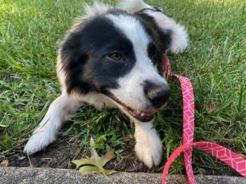Bridget -  Australian Shepherd and Retriever Dog for Adoption in Cincinnati, Ohio - Bridget | PetCurious