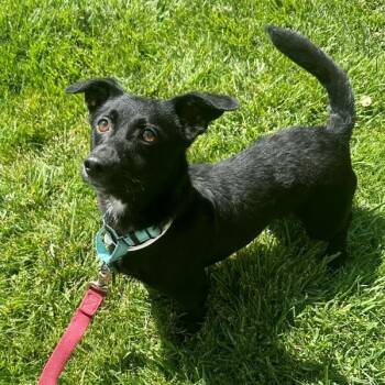 Magic -  Terrier Dog for Adoption in Walnut Creek, California - Magic | PetCurious