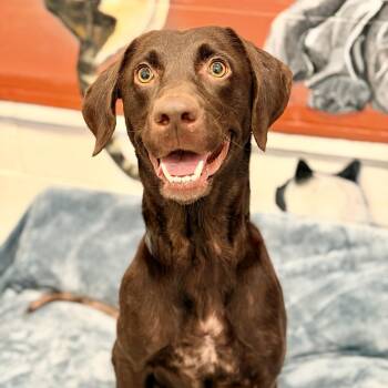 Daphne -  Chocolate Labrador Retriever Dog for Adoption in Stafford Township, New Jersey - Daphne | PetCurious