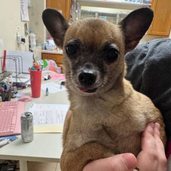 Lena -  Chihuahua Dog for Adoption in Pekin, Illinois - Lena | PetCurious
