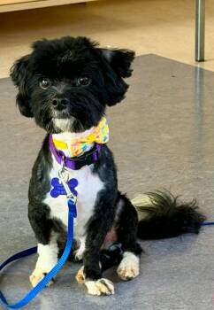 Poodle and Terrier Dogs Available for Adoption - Milo | PetCurious