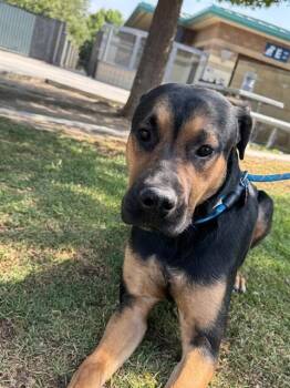 German Shepherd Dog Dogs Available for Adoption in Riverside, California - KENNETH | PetCurious