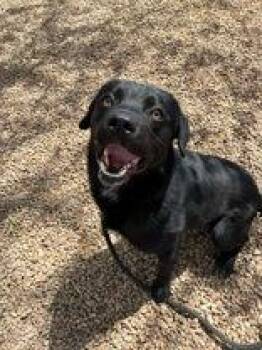 Mick Jagger -  Labrador Retriever Dog Available for Adoption in Canon City, Colorado - Mick Jagger | PetCurious