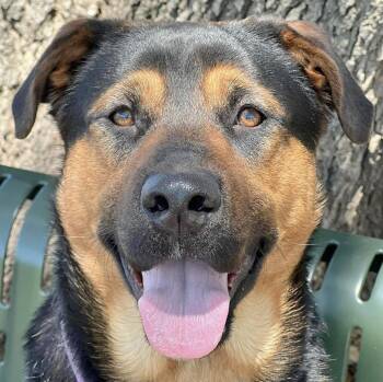 Rescue Mixed Breed Dogs for Adoption in Longview, Texas - McKreedy | PetCurious