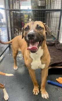 Black Mouth Cur and Mixed Breed Dogs Available for Adoption - Rocky | PetCurious