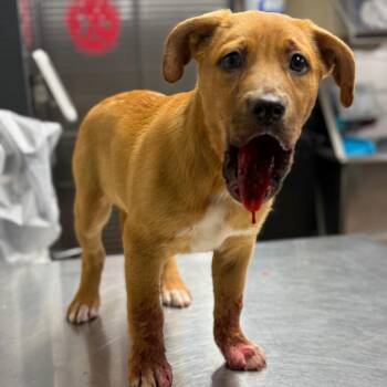 Mixed Breed Dogs Available for Adoption - Grant | PetCurious