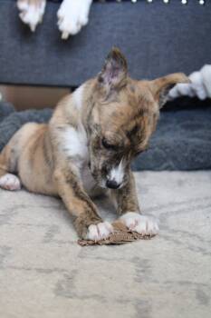 Cattle Dog Dogs Available for Adoption - Olive Garden | PetCurious