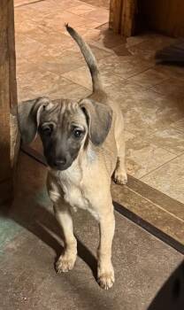 Beagle and Italian Greyhound Dogs Available for Adoption - Mitch | PetCurious