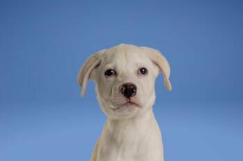 Alex -  Labrador Retriever Dog for Adoption in Wolcott, Connecticut - Alex | PetCurious