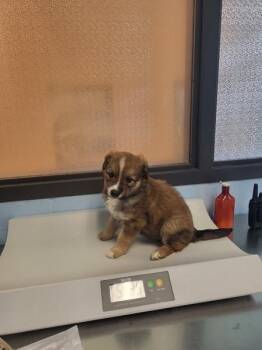 Labrador Retriever and Shepherd Dogs Available for Adoption in Lawrenceville, Georgia - Pen 215 | PetCurious