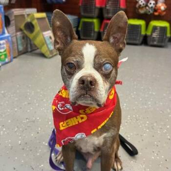 Boston Terrier and Mixed Breed Dogs Available for Adoption in Merriam, Kansas - Gordy | PetCurious
