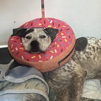 Hero -  Mixed Breed and Cattle Dog Dog Available for Adoption in Los Angeles, California - Hero | PetCurious